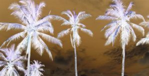 palm